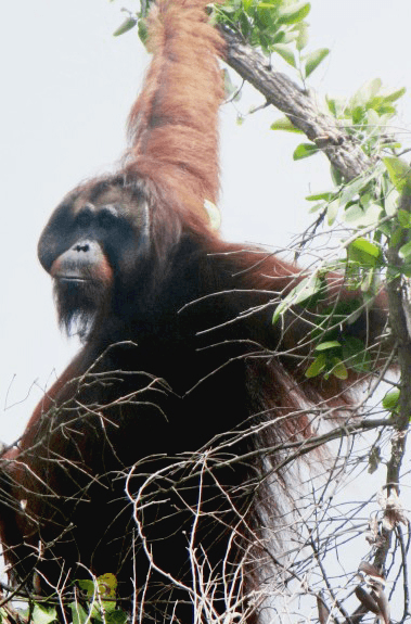 Orangutan