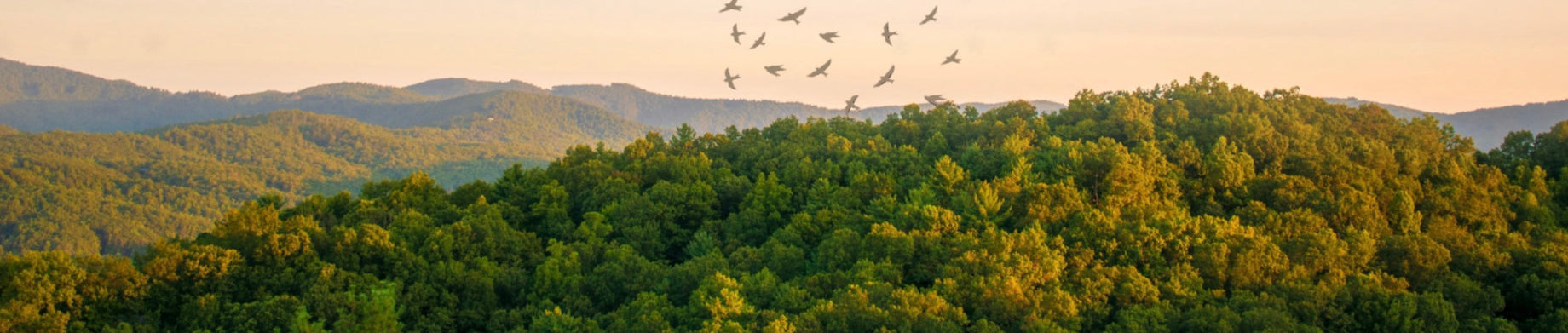 Sarang Burung Walet Premium dari Indonesia: Kekayaan Alam Kalimantan untuk Dunia